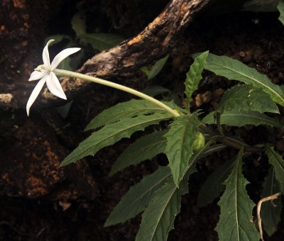 Hippobroma_longiflora.jpg