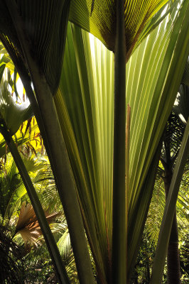 Lodoicea_maldivica_close_up_of_a_young_plant.jpg