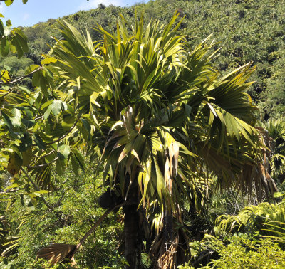 Lodoicea_maldivica_crown_above_the_canopy.jpg