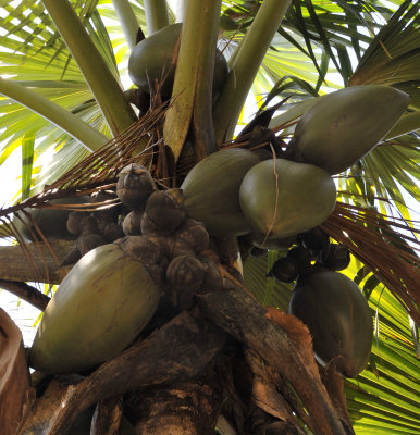 Lodoicea_maldivica._Fruits.jpg