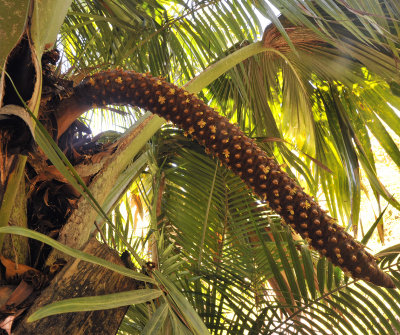 Lodoicea_maldivica._Male_inflorescense.2.jpg
