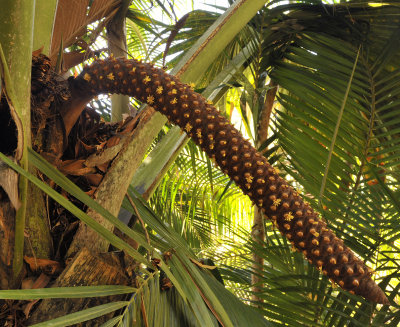 Lodoicea_maldivica._Male_inflorescense.jpg