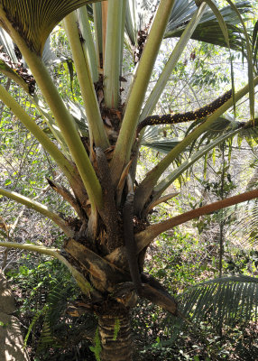 Lodoicea_maldivica._Male_tree.jpg