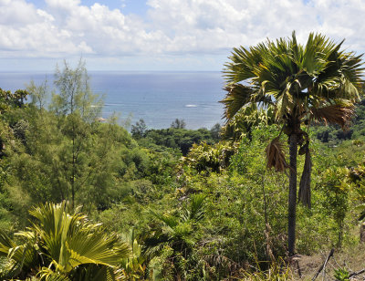 Lodoicea_maldivica.2.jpg