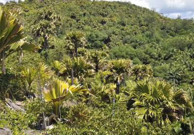 Lodoicea_maldivica.3.jpg