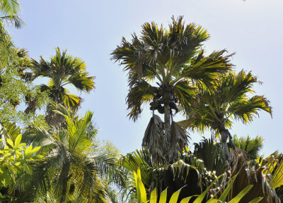 Lodoicea_maldivica.jpg