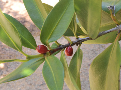 Paragenipa_lancifolia_fruits.jpg