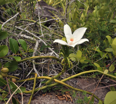 Vanilla_phalaenopsis._Closer.3.jpg