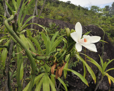 Vanilla_phalaenopsis._Closer.5.jpg