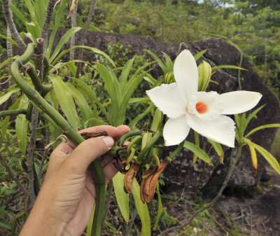 Vanilla_phalaenopsis._Closer.6.jpg