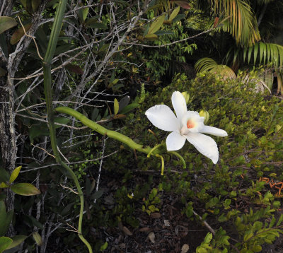 Vanilla_phalaenopsis._Closer.jpg