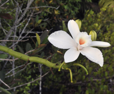 Vanilla_phalaenopsis._Closeup.3.jpg