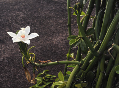 Vanilla_phalaenopsis._Closeup.4.jpg