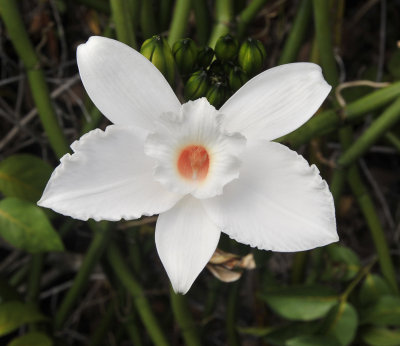 Vanilla_phalaenopsis._Closeup.5.jpg