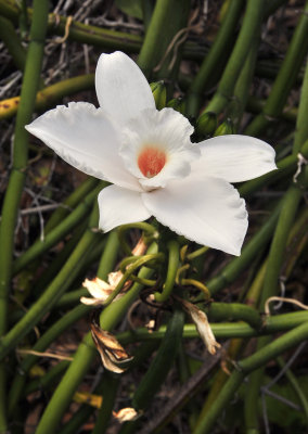 Vanilla_phalaenopsis._Closeup.6.jpg