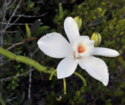 Vanilla_phalaenopsis._Closeup.jpg
