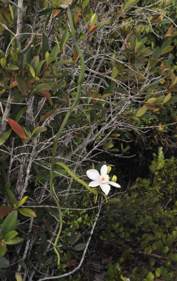 Vanilla_phalaenopsis.2.jpg