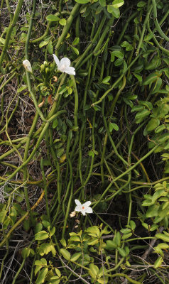 Vanilla_phalaenopsis.3.jpg