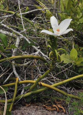 Vanilla_phalaenopsis.4.jpg