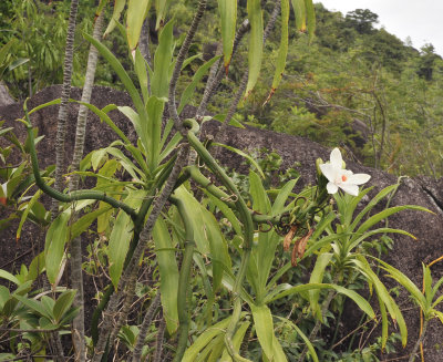 Vanilla_phalaenopsis.5.jpg