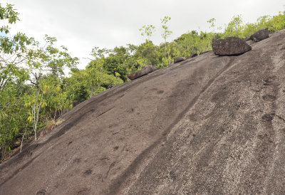 Anse_major_habitat.4.jpg