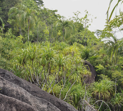 Anse_major_habitat.6.jpg