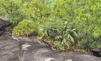 Anse_major_habitat.7.jpg