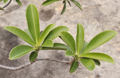 Euphorbia pyrifolia. Foliage 
