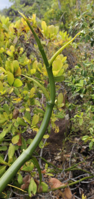 Vanilla_phalaenopsis._Shoot.jpg