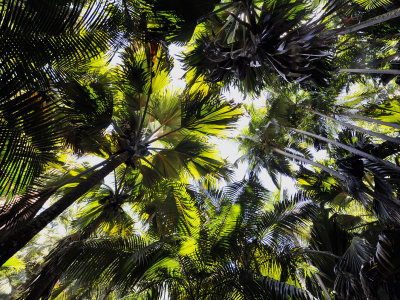 palm forest.