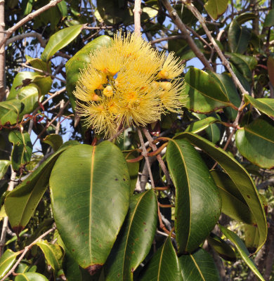 Syzygium_wrightii._Closeup.2.jpg