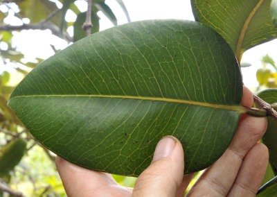 Syzygium_wrightii._Leaf.2.jpg