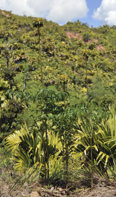 Tacca_leontopetaloides.jpg