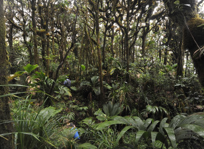 Mossy forest.