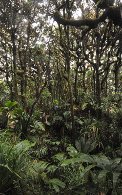 Mossy forest.