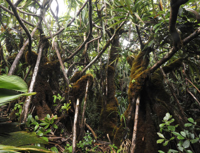 Mossy forest.