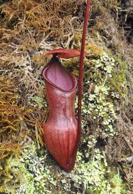 Nepenthes_pervillei_Lower_pitcher.2.jpg