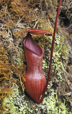 Nepenthes_pervillei_Lower_pitcher.3.jpg