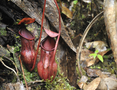 Nepenthes_pervillei_Lower_pitchers.jpg