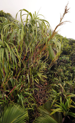 Grass.