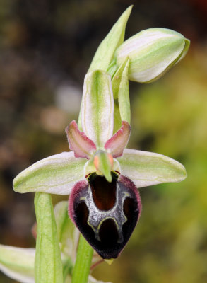 Ophrys  morisii