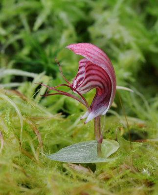 Corybas_roseus_side.jpg