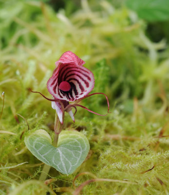 Corybas_roseus.5.jpg