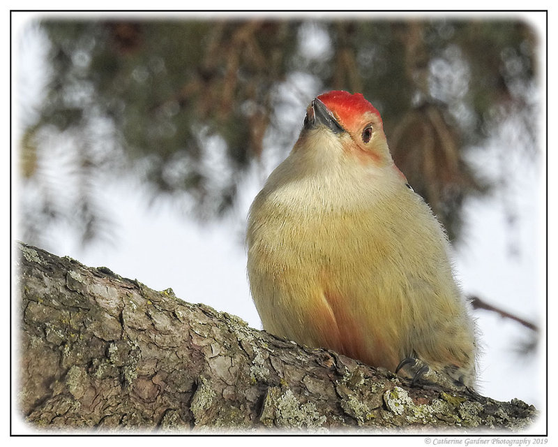 Red-Bellied Woodpecker (Adult M)