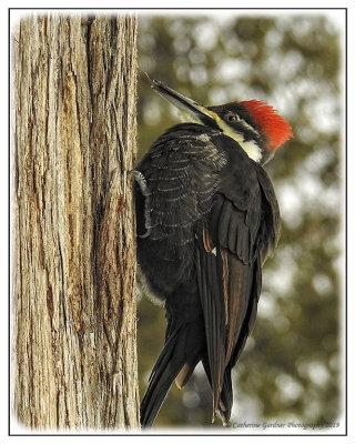 Pileated Woodpecker (F)