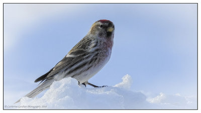 Common Redpoll (Adult Male)