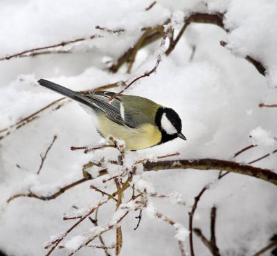 Kohlmeise / Great Tit