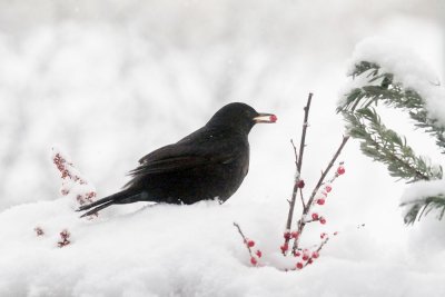 Hungry Blackbird eating red Berries in my Flower Box on the Balcony Railing