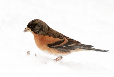 Bergfink / Brambling