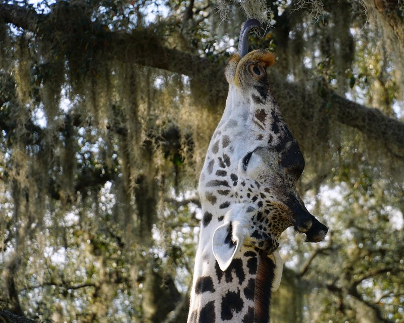 Giraffe eating moss out of a tree